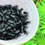 A Solo cup half filled with black beetles.
