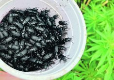 A Solo cup half filled with black beetles.
