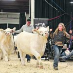 A young girl leads a calf on a halter in a show ring.