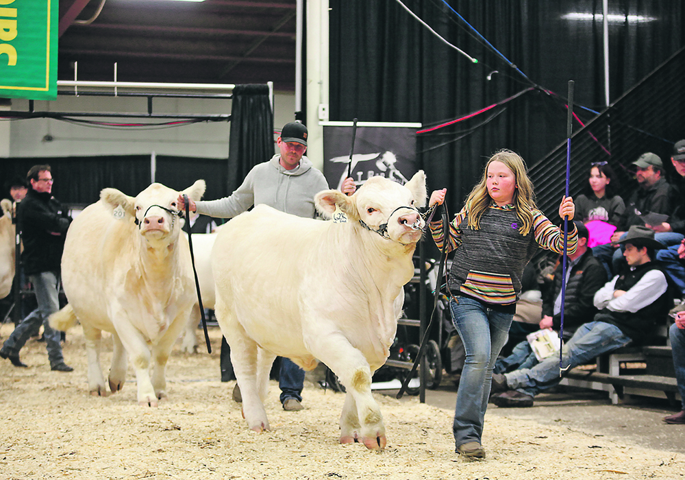 A young girl leads a calf on a halter in a show ring.