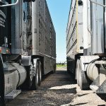 A photo from near ground level looking, front to rear, between two large animal transport semi trailer trucks.