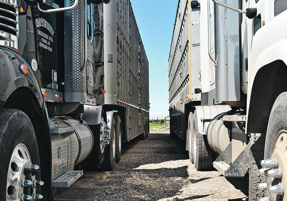 A photo from near ground level looking, front to rear, between two large animal transport semi trailer trucks.