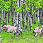 A group of bulls gathers under the shade of some aspen poplar trees near Diamond Valley, Alta.