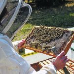 A beekeeper in a full protective suite examine a frame from a hive with honeybees crawling all over it.