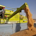 An older combine augers wheat into the box of a truck in India.