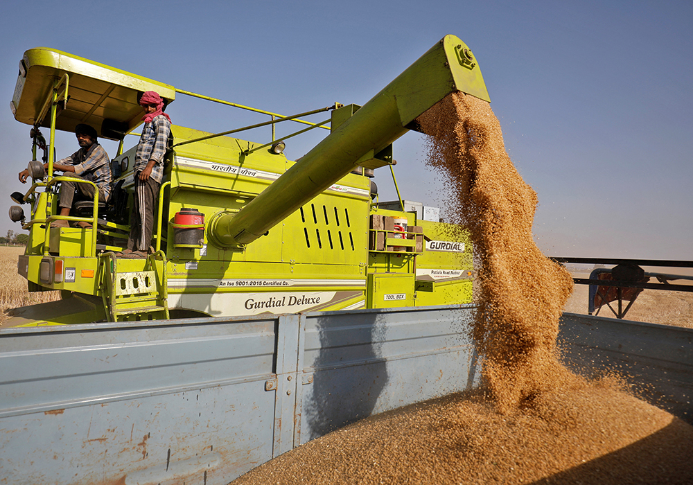 An older combine augers wheat into the box of a truck in India.