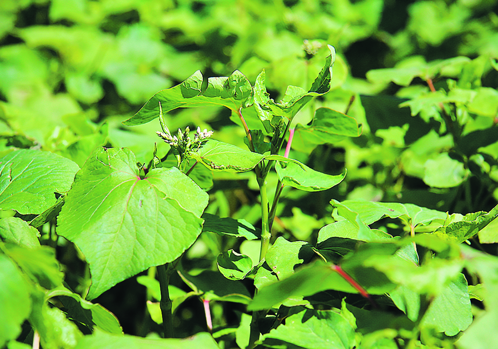 A buckwheat crop.
