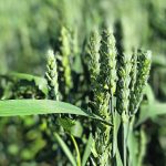 A near ripe barley crop.