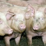 Pigs in a pen.