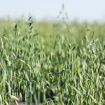 A crop of oats blows in the wind.