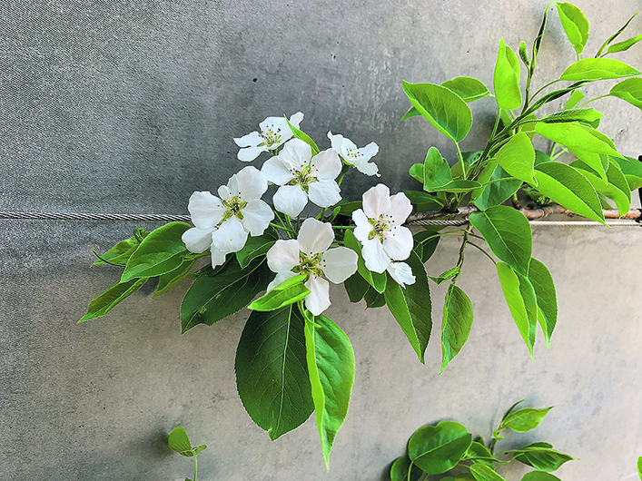 Small white flowers on the branch of a plant in .