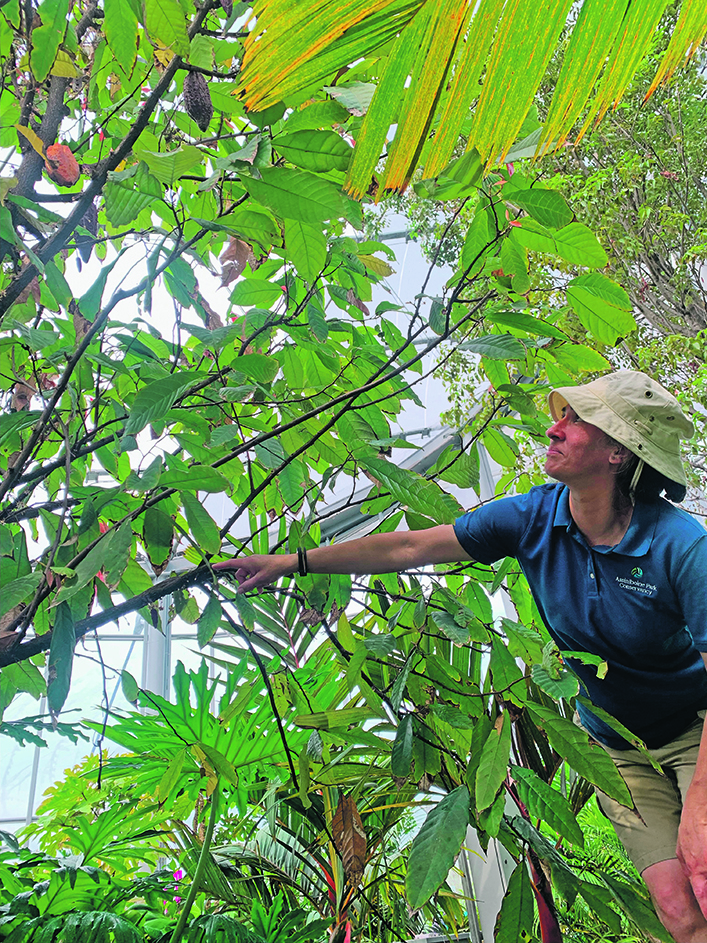 A rare fruit-bearing cocoa tree at The Leaf botanical conservatory in Winnipeg's Assiniboine Park.