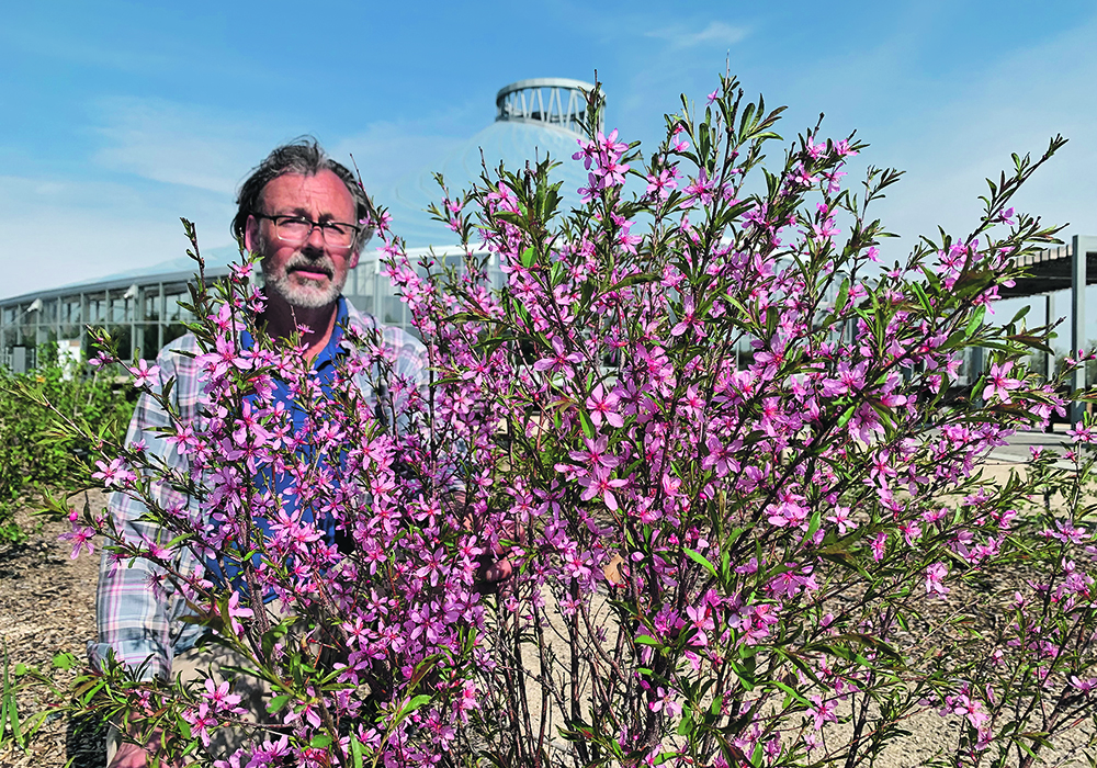 A man stands behind a flowering tart cherry bush.