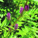 A licorice plant.