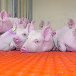 Pigs laying on an orange floor in a pen.