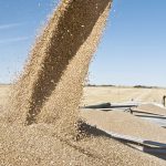 Wheat is augered from a combine into the box of a farm truck.