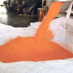 Red lentils are loaded into a bulk bag.