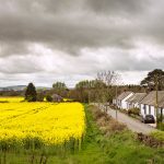 A brilliant yellow, ripe field of rapeseed in Europe.