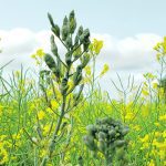 Canola plants with malformed flowers and pods - a sign of the aster yellows crop disease.