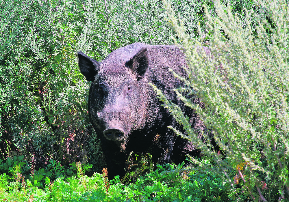 A wild pig moves through dense underbrush.