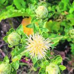 A flowering safflower plant.