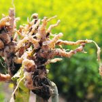 Close-up photo of clubroot galls on the roots of a canola plant.
