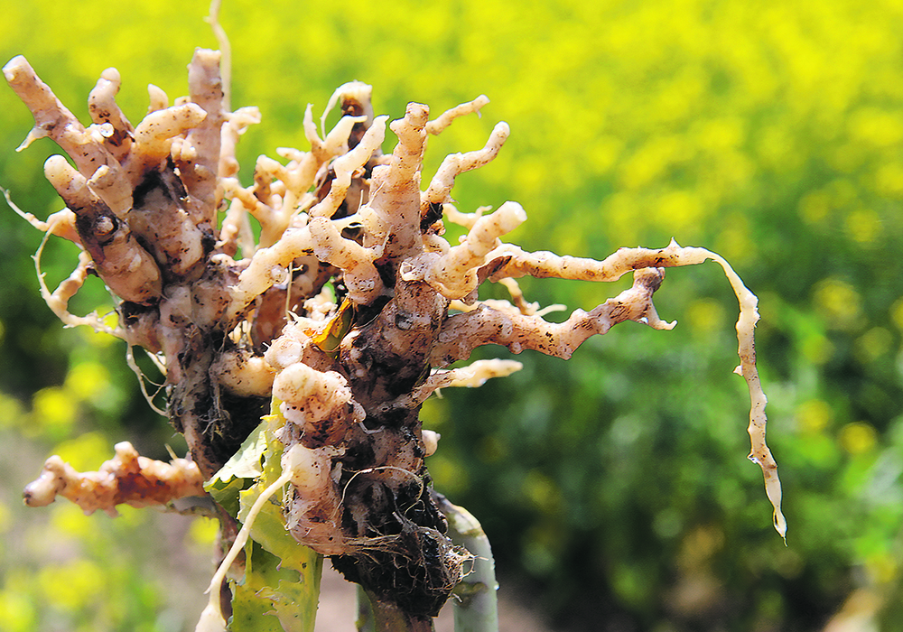 Close-up photo of clubroot galls on the roots of a canola plant.