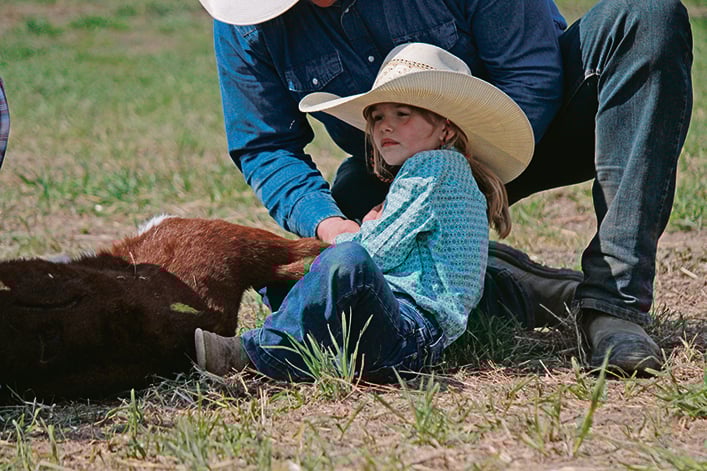 A young girl in a cowboy hat that's too big for her helps hold a calf in place for branding.