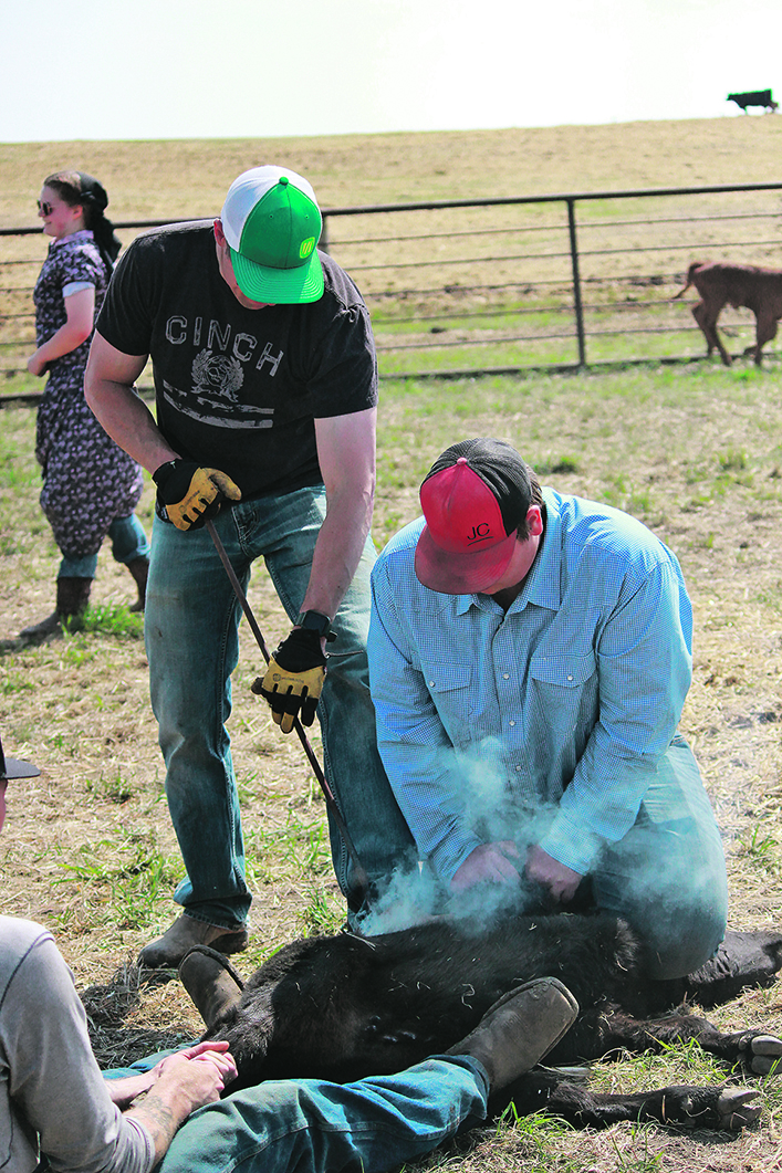 One man holds a calf on the ground while another brands it.