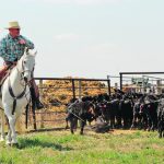 A blue-jean-clad cowboy on horseback is pulling a calf using his rope.