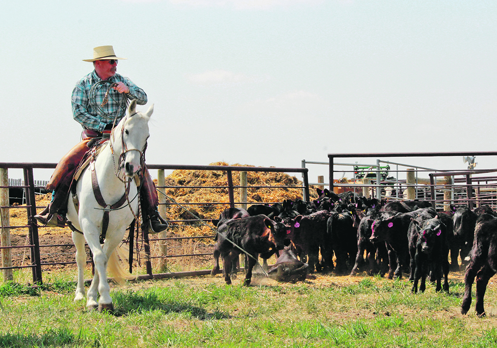 A blue-jean-clad cowboy on horseback is pulling a calf using his rope.