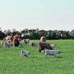 Cattle grazing in a lush green pasture with trees in the background.