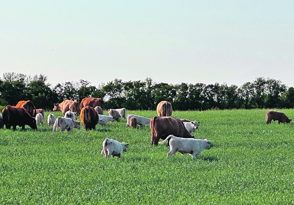 Cattle grazing in a lush green pasture with trees in the background.