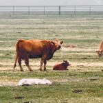 Cows and a few calves graze in a pasture.