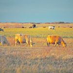 Cattle grazing in a pasture at sunset.