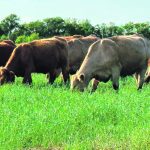 Cattle graze in a lush, green pasture with trees in the background.
