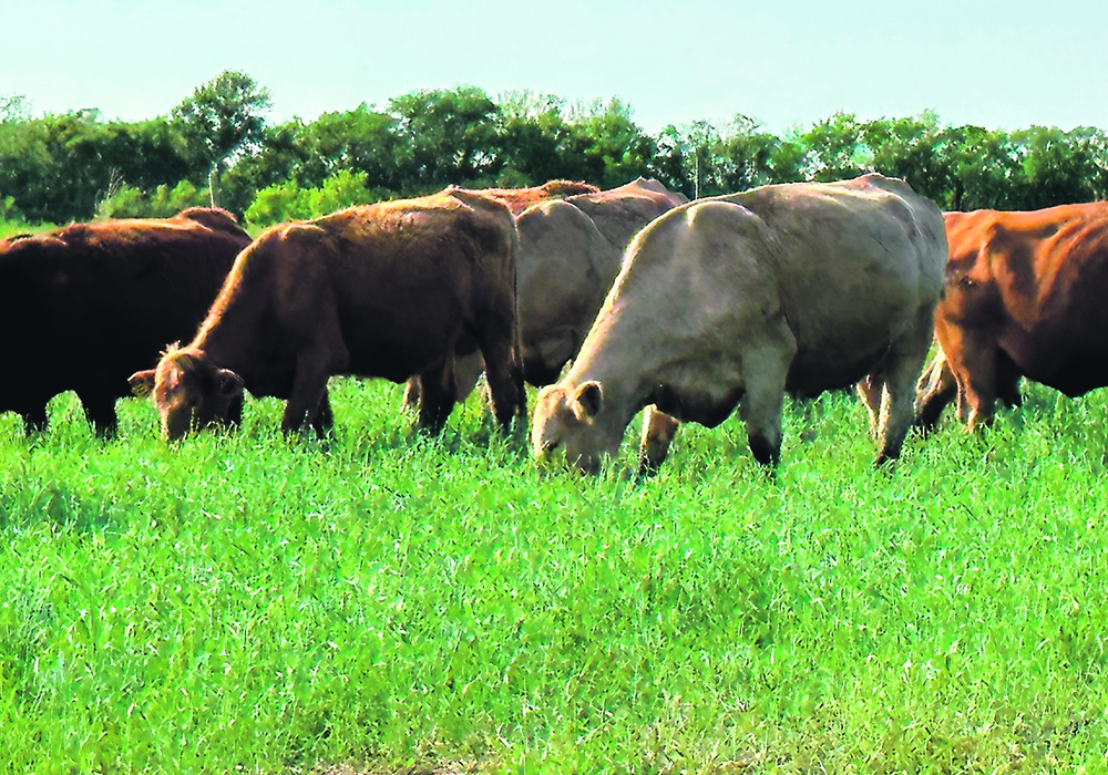Cattle graze in a lush, green pasture with trees in the background.