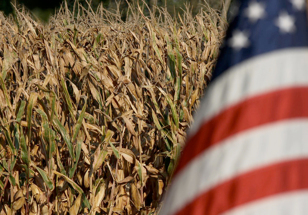 A ripe corn field in the U.S. with an American flag in the foreground.