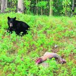A small black bear in lush, green underbrush.