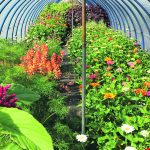 An array of different flowering plants fill a long, narrow greenhouse.