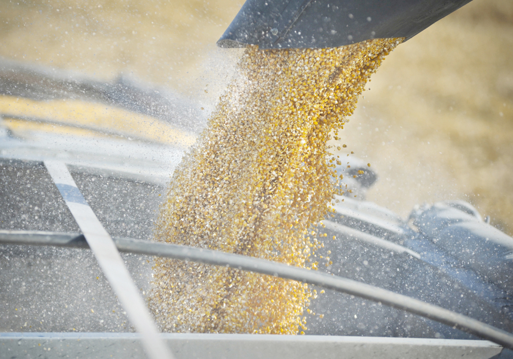 Corn is augered from a combine into a farm truck.