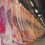 Sides of beef hang in a large meat locker.