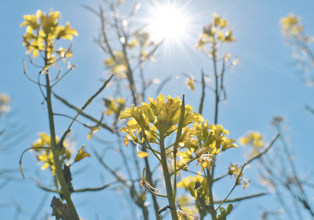 Sunlight beats down on a flowering canola plant.