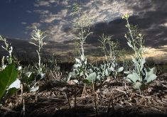Shriveled and stunted canola plants.