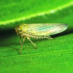 An aster leafhopper sits on a leaf.