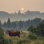 A cow grazes in an Alberta field, the air is smokey and the sun is orange.