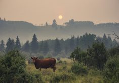 A cow grazes in an Alberta field, the air is smokey and the sun is orange.