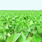 A low angle photo of a lush, green soybean field.