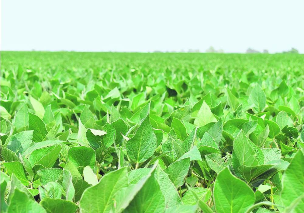 A low angle photo of a lush, green soybean field.