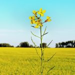 A lone, blooming yellow canola plant stands in the foreground with an entire field of yellow behind it.